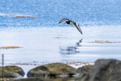 Eurasianoystercatcher(Haematopusostralegus) flying over coastal water photo