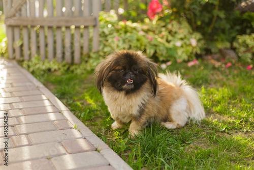фотографія Cute and funny red light pekingese dog