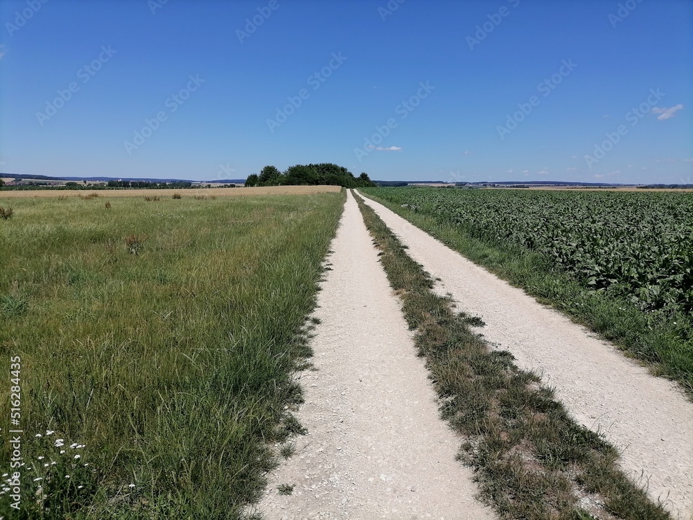Landscape Path in the sommer