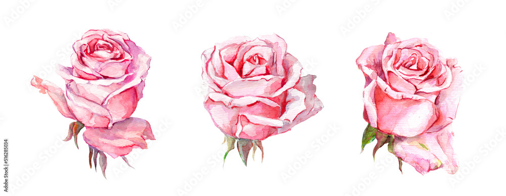 Set of pink rose heads. Watercolor isolated on white
