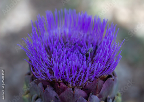 Purple blooming of  Romanesco Artichokes flower (Cynara cardunculus)with insect,also called the artichoke thistle, is a thistle in the family Asteraceae. edible 