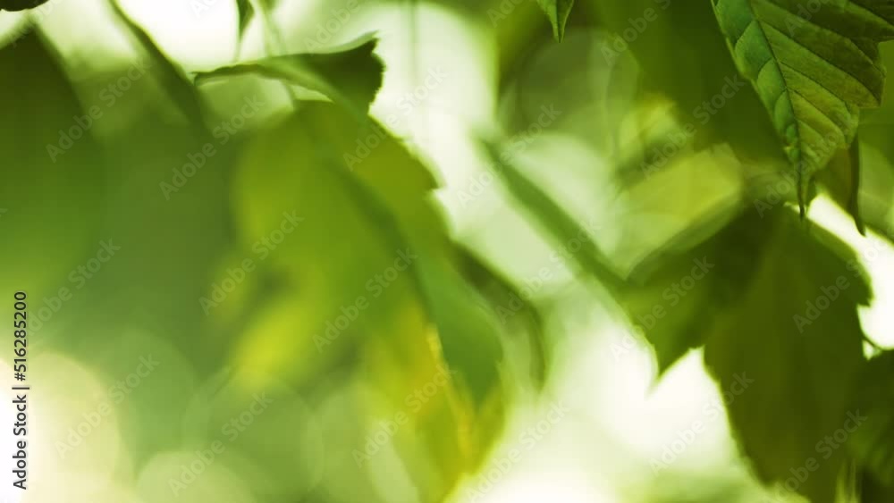 Close-up of a Green Leaf on a Tree Branch in the Forest on a Sunny Summer Day