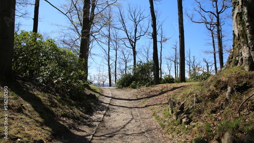 Chemin de forêt