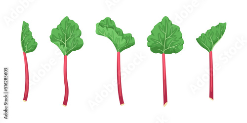 Vector set of rhubarb illustrations. Summer fruits and vegetables.