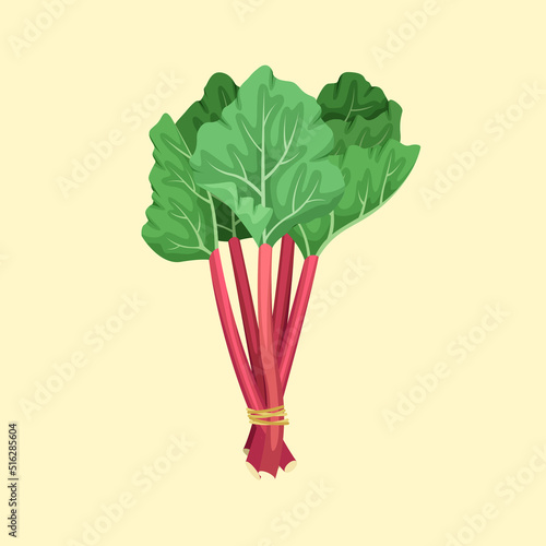 Vector illustration of a bunch of rhubarb. Summer fruits and vegetables.