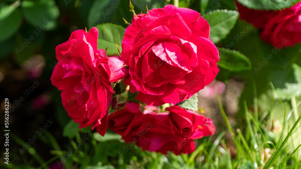 Beautiful red and white roses Beautiful red and white roses