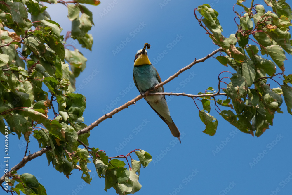 Fototapeta premium Bienenfresser (Bee Eater)