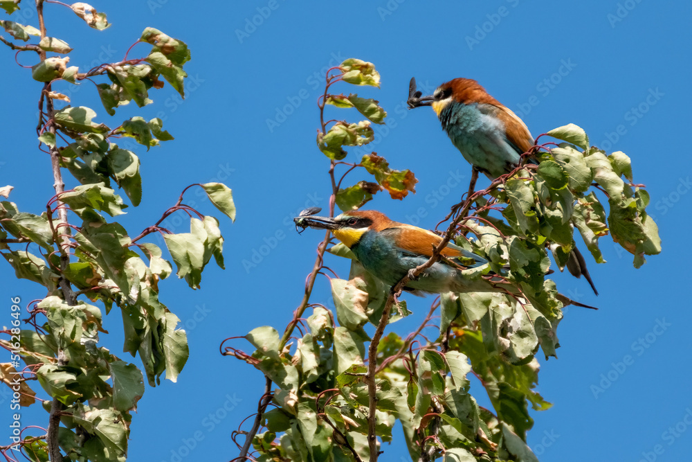 Fototapeta premium Bienenfresser (Bee Eater)