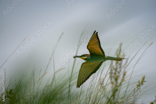 Bienenfresser (Bee Eater)