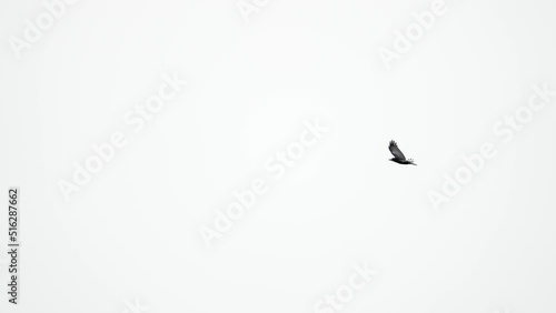 Black Crow raven jackdaw bird flying slow motion wings beating. Cloudy sky. Beautiful bird lonely fly in spring day photo