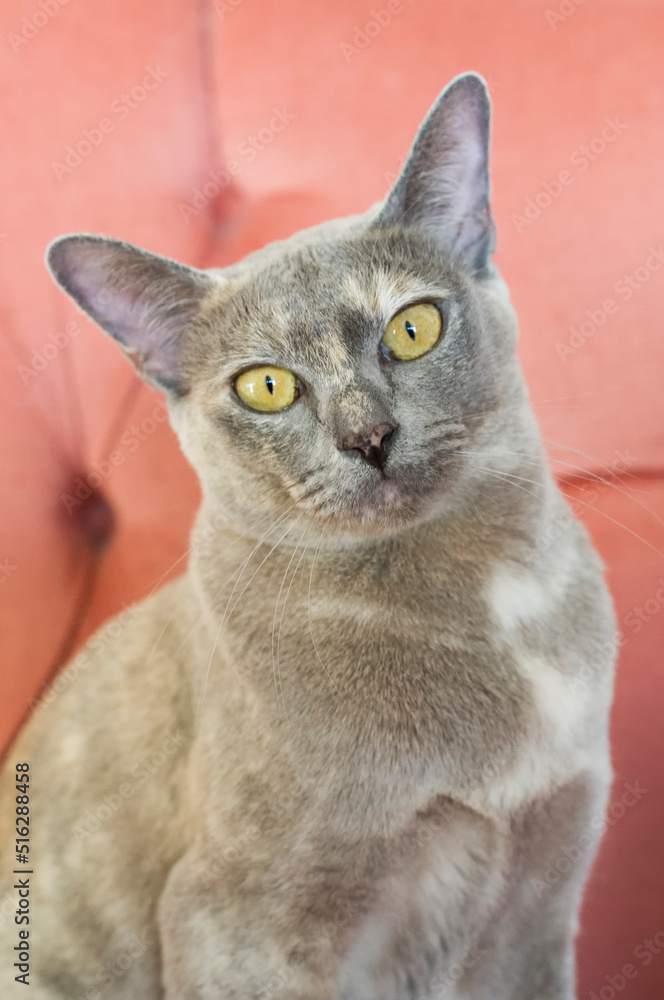 Porträt einer Burma Katze 