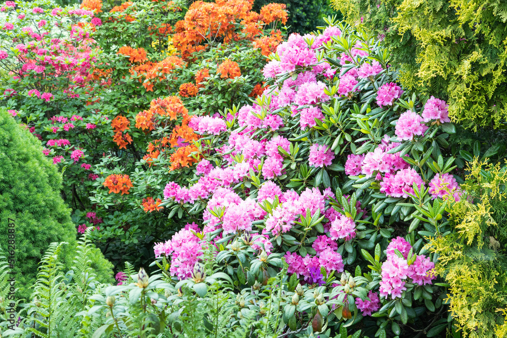 Obraz premium Beautiful azalea flowers of pink and orange color. rhododendron