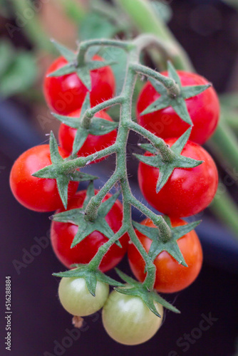 Ripe and Unripe cherry tomatoes hanging on branches in home garden, Fresh Green cherry tomatoes vines.Plant based diet,vegetable. Summer plants,Organic garden in the countryside