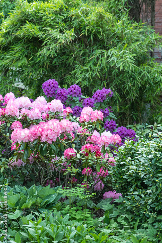 Beautiful azalea flowers of pink color. rhododendron Beautiful azalea flowers of pink color. rhododendron