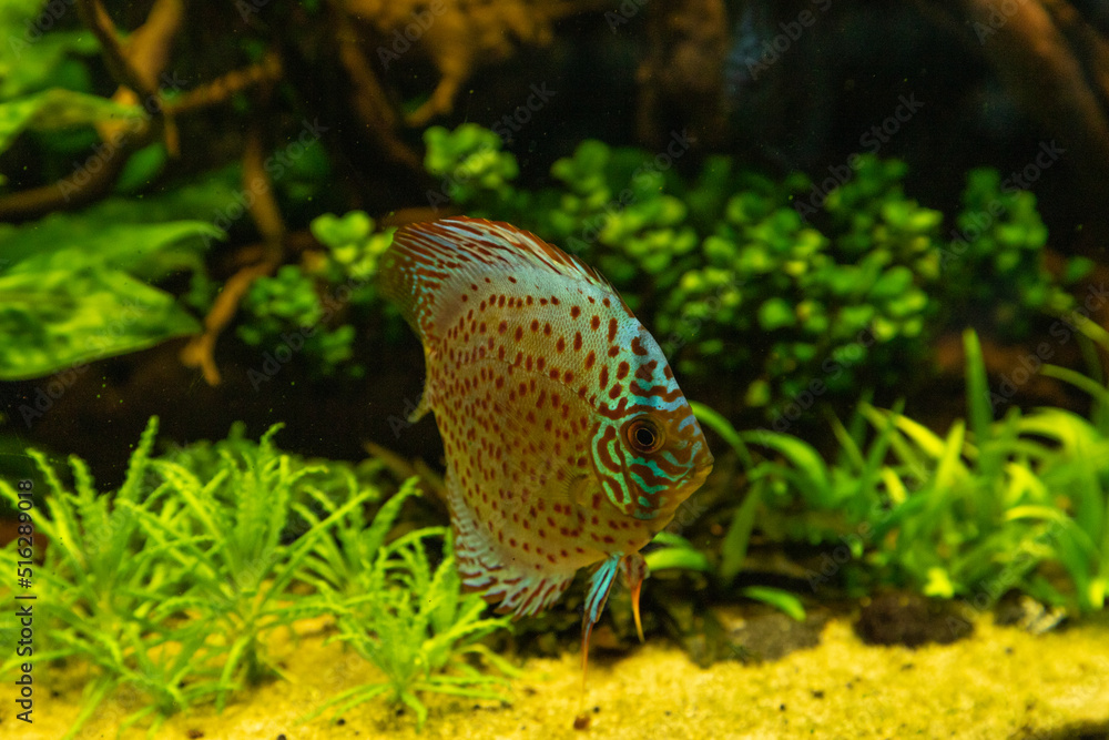 Colorful discus fish floating in the aquarium Colorful discus fish floating in the aquarium