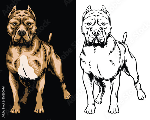 Photos full colors and line art pitbull vector illustration in separated layer