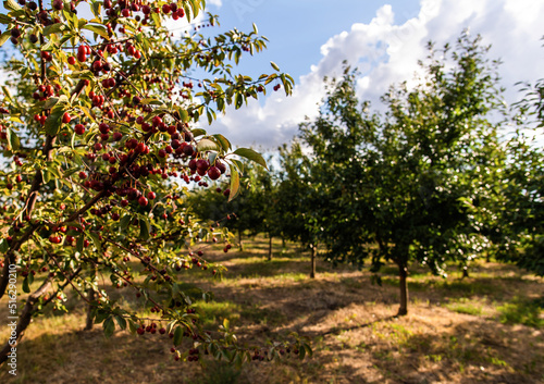 Ripe sour cherry trees orchard fields