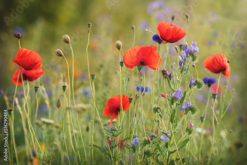 Mohn und Kornblumenfeld