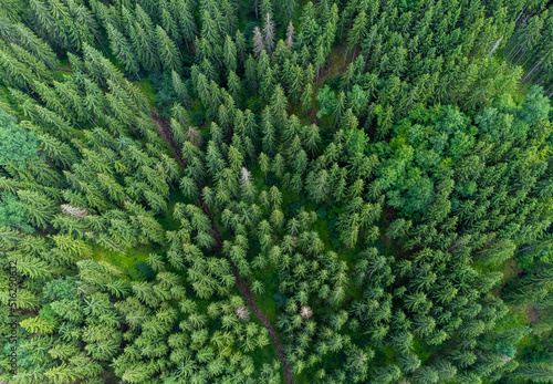 a top view of a pine forest in summer © sebi_2569