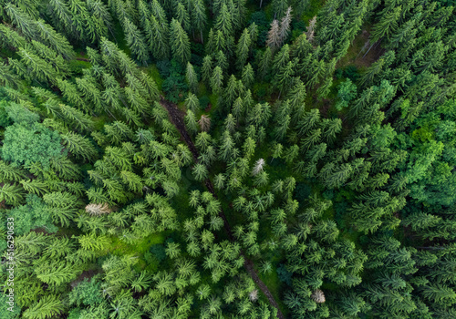 a top view of a fir forest in summer