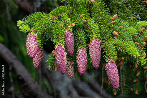 branch with young fir cones in the foreground