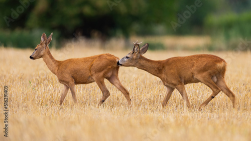 Male roe deer, capreolus capreolus, sniffing female on stubble in mating season. Two brown mammals walking on grass. Buck folowing doe on field in summer.