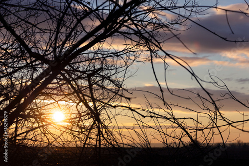 Sunset against the background of a leafless tree.