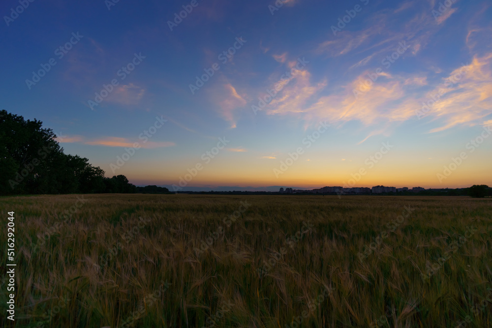 wheat field landscape in the evening, beautiful nature in summer and dark sky