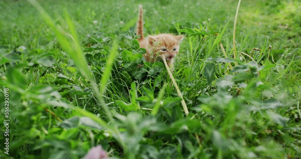 Kitten walk. Feline lifestyle. Pet nature. Animal freedom. Adorable stray orange small tabby cat running hunting meowing on green Summer grass meadow shot on RED Cinema camera. Kitten walk. Feline lifestyle. Pet nature. Animal freedom. Adorable stray orange small tabby cat running hunting meowing on green Summer grass meadow shot on RED Cinema camera.