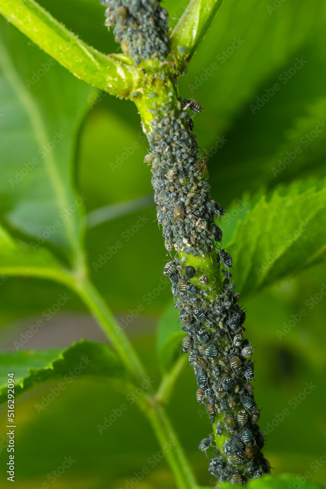 Branch of fruit tree with wrinkled leaves affected by black aphid. Cherry aphids, black fly on cherry tree, severe damage from garden pests Branch of fruit tree with wrinkled leaves affected by black aphid. Cherry aphids, black fly on cherry tree, severe damage from garden pests
