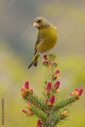 Photos European greenfinch, chloris chloris, sitting on tree in spring in vertical shot