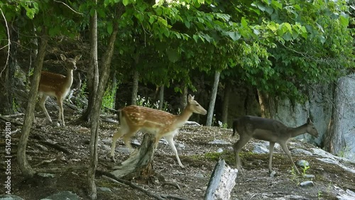 A parcel of small deer walking through a forest then pause listening for danger photo