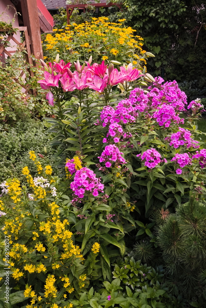 Obraz premium Flowerbed with Lilie, Phlox, and The Dotted Loosestrife