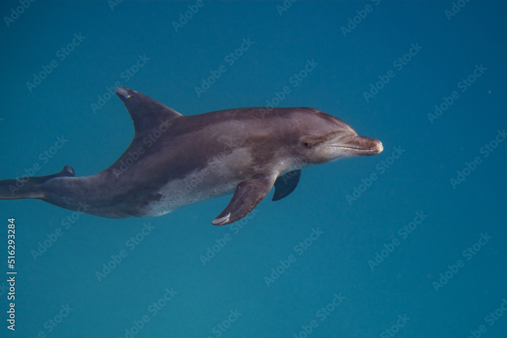 Naklejka premium Tümmler - Delfin - Rotes Meer - Egypten