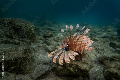 Rotfeuerfisch - Lion Fish - Rotes Meer -   gypten