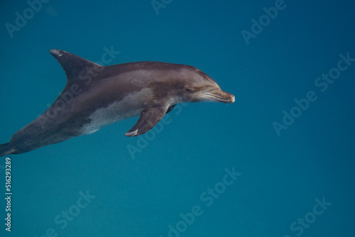 T  mmler - Delfin - Rotes Meer - Egypten