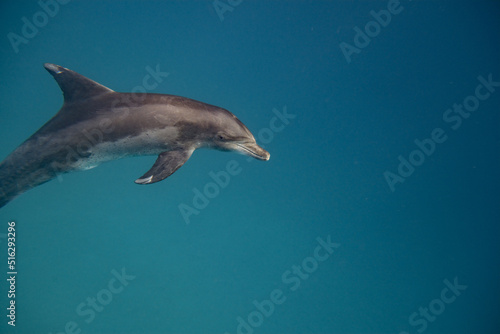 Tümmler - Delfin - Rotes Meer - Egypten © G. W. Haupt
