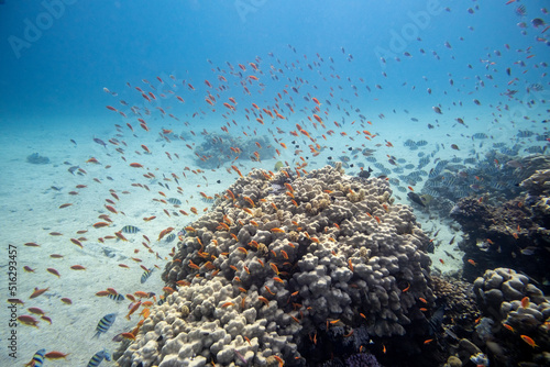 Korallenfische - rotes Meer - Ägypten © G. W. Haupt