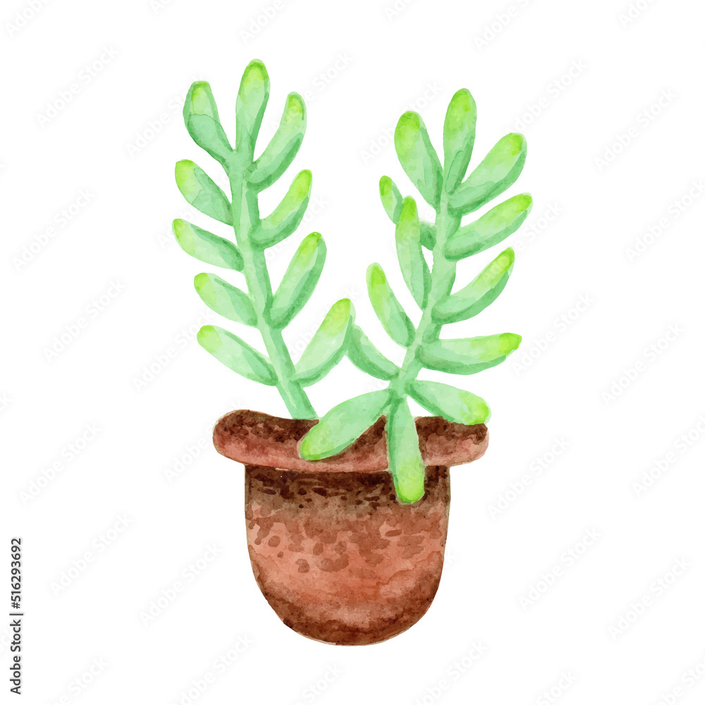 Sedum pachyphyllum ‘Jelly Bean’ plant hand painted with watercolor isolated on white background, Many Fingers Sedum succulent Sedum pachyphyllum ‘Jelly Bean’ plant hand painted with watercolor isolated on white background, Many Fingers Sedum succulent