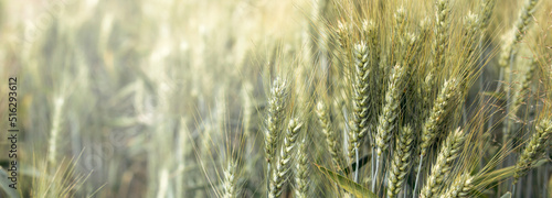 Soczyste świeże kłosy dojrzewającej w polu pszenicy. Zielone pole bokeh rozświetlonego pola na tle. Panorama.  © Janusz