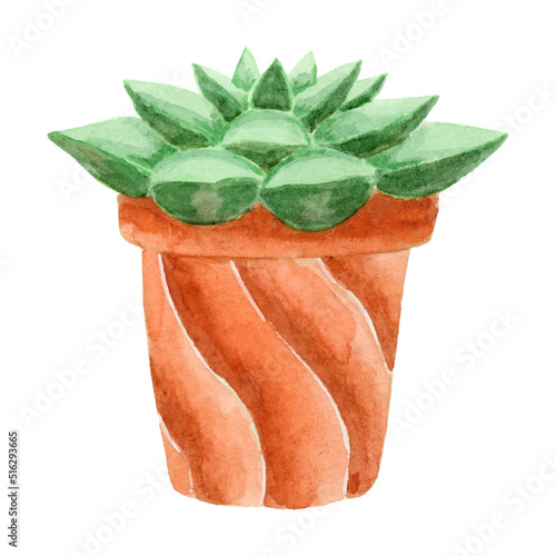 Echeveria plant, cute succulent plant hand painted with watercolor isolated on white background