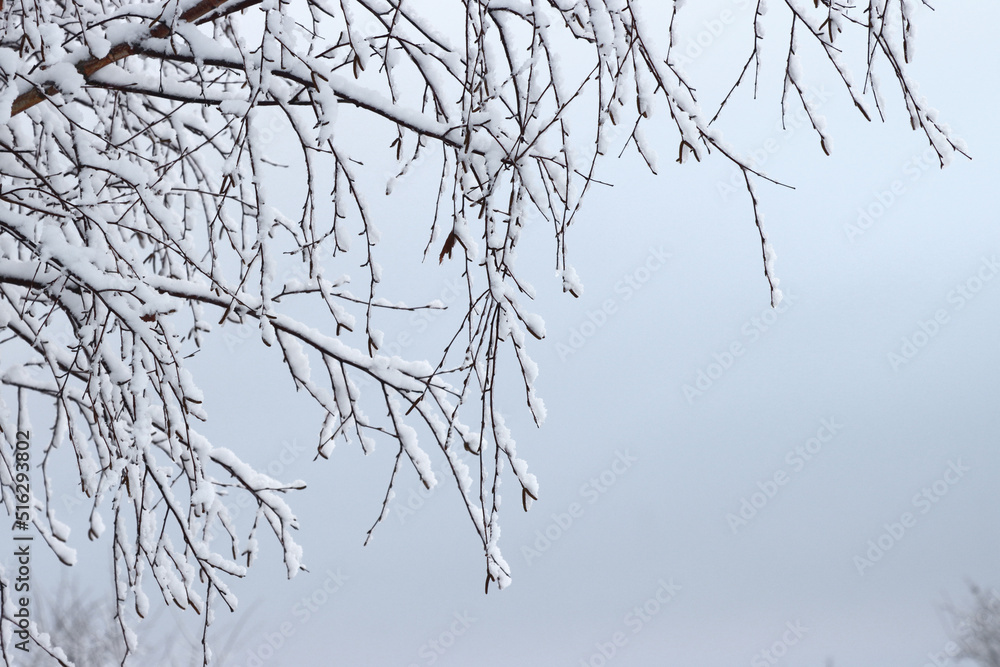Obraz premium Dry branch of a plant in the snow.