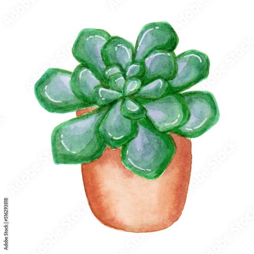 Echeveria peacocky plant hand drawn with watercolor isolated on white background, cute succulent plant vector illustration eps10.