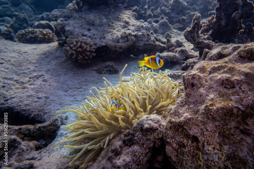 Anemonenfische - Rotes Meer - Egypten photo