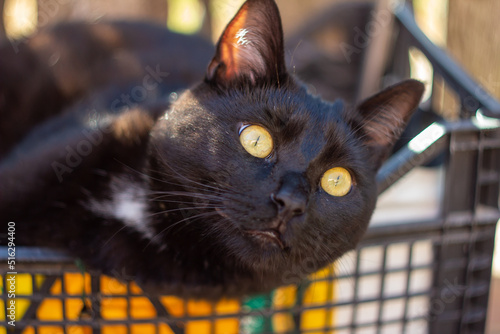 Close up of an Italian black cat on the garden ,Italian cat.European kittens.Animal lover