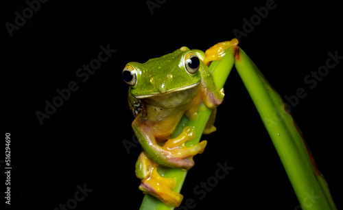 Canvas-taulu green tree frog on leaf