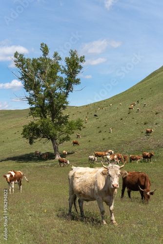 Fototapeta Naklejka Na Ścianę i Meble -  Summer landscape with cows grazing on fresh green mountain pastures. Dirty white and brown cows graze in a meadow in the mountains. Cattle on the pasture.