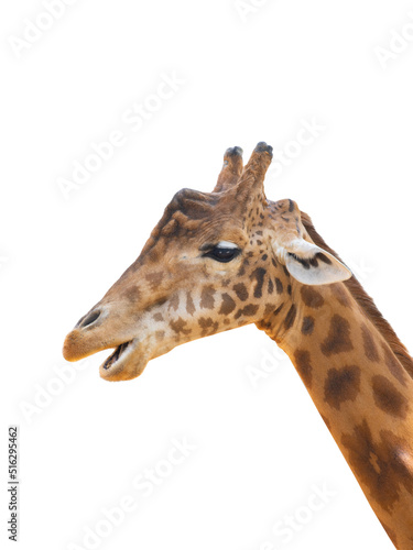 giraffe portrait isolated on white