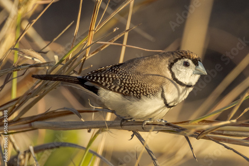 Double-barred Finch in Queensland Australia photo