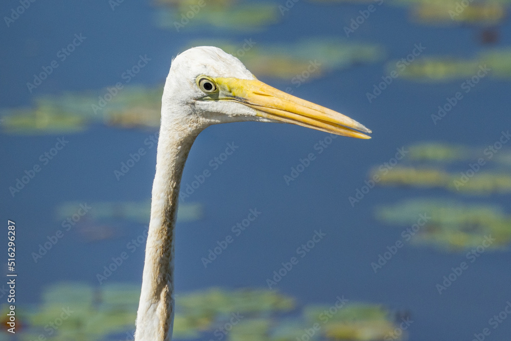 Eastern Great Egret in Queensland Australia Eastern Great Egret in Queensland Australia